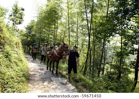 LONGJI, CHINA - MAY 24: Yao ethnic minority farmers use horses to carry their load up the mountains, May 24, 2010. The scenic hills of Longji is a popular tourist destination.