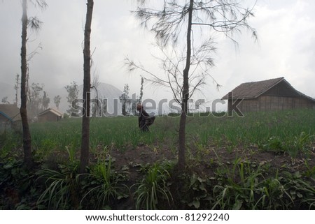 JAVA, INDONESIA - JULY 1: Volcanic ash and dust covers the skies over a farmer, his home and farm on July 1, 2011 in Java, Indonesia. Indonesia sits on the \'ring of fire\' with many active volcanoes.