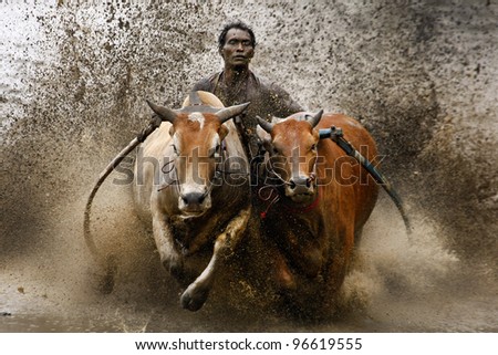 Sumatera - February 11: A Jockey Astride A Harness Strapped To The Bulls Takes Part In A Bull Race Called Pacu Jawi On Feb 11, 2012 In West Sumatera, Indonesia. It Is Held After A Rice Harvest Season.