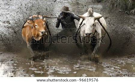 SUMATERA - FEBRUARY 11: A jockey bites the bull\'s tail to make it run faster in a bull race called pacu jawi on Feb 11, 2012 in West Sumatera, Indonesia. It is held after a rice harvest season.