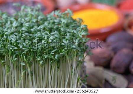 Fresh green watercress on a spices backgrounds