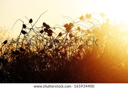 birds silhouette on sunset