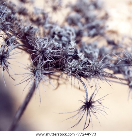 detail of a dry wild carrot flower