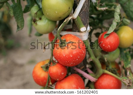 Macro of organic tomatoes