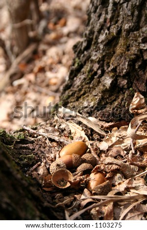 Oak tree acorn