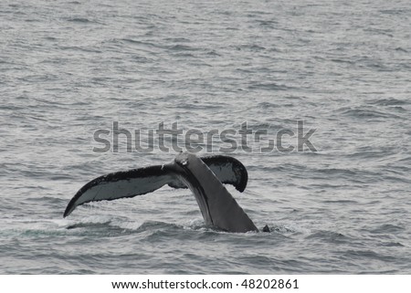New England Whale Watch, Humpback Whale tail, fin and head shots from Voyager III.