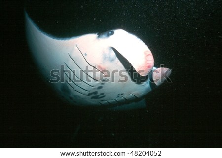 Manta Rays feeding on plankton during night dive from Kona, Hawaii