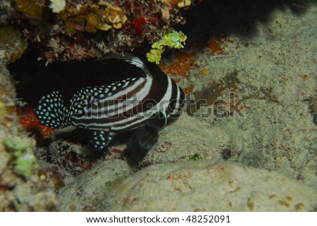 spotted drum fish