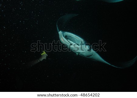 How dark is a night dive? This diver is holding a light up to attract the food that the Manta Ray eats. They are both 3 to 5 feet from me and I am using a double flash set up.
