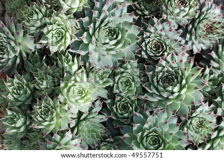 Sempervivum also called Hens and Chicks from above