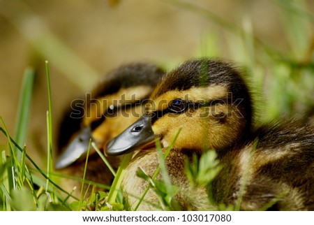 two mallard chickens - banks of lake in rural austria