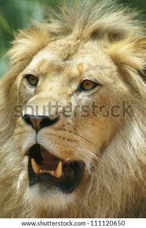 king lion in portrait