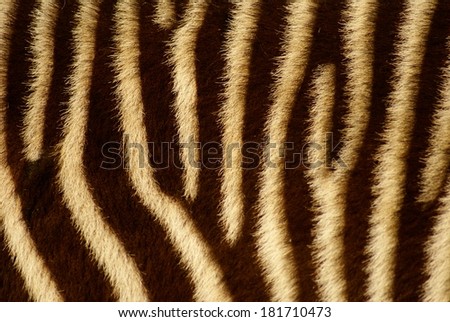 zebra\'s fur