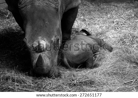 rhino - mother and baby