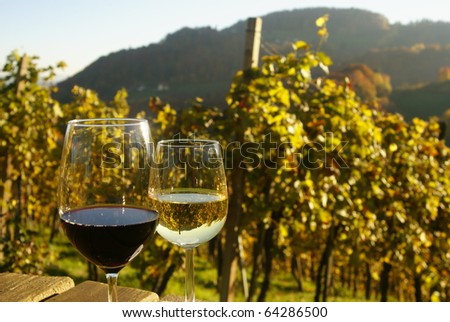 Fresh wine in glasses in front of wine grapes, southern austria