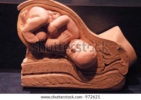 3d baby images in the womb. stock photo : Baby in Womb