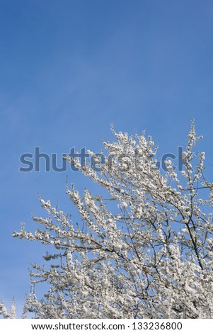 Blooming white apple blossom tree.