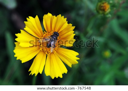 Bee/Fly on flower