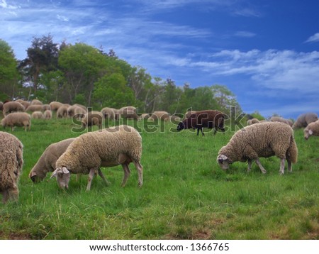 One black sheep between white sheeps