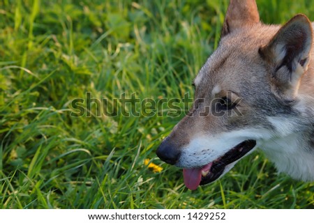 Wolf dog, (saarlos breed)