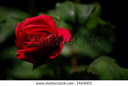 Very Red Rose. blurred leaves in dark background