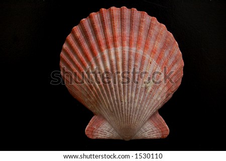 scallop shell (Pecten maximus) (isolated on pure black)