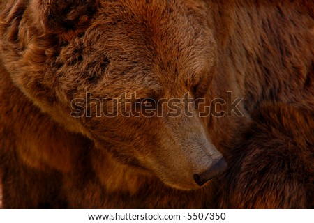 Angry / bored brown bear