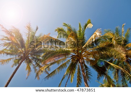 Palm tree against blue sky with strong sun and lense flare