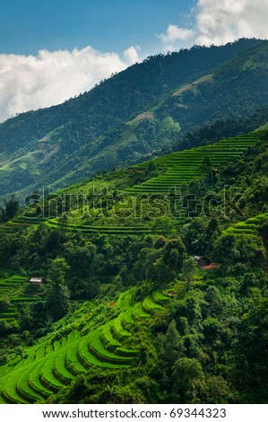 Terrace rice fields in the valley of Sapa, Vietnam