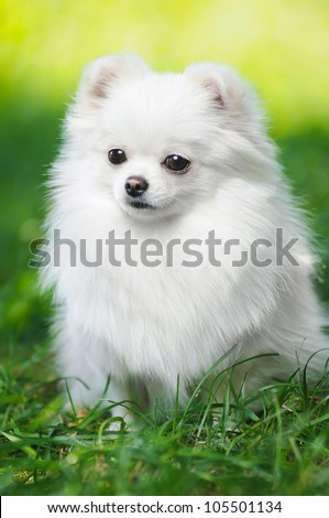 White fluffy puppy of pomeranian spitz. Dog on green grass in summer park