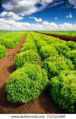Agricultural industry. Growing salad lettuce on field