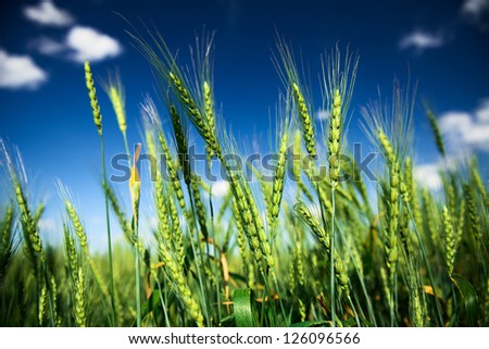 Wheat field and blue sky with white clouds. Agriculture scene