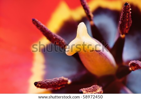 Beautiful purple tulip inside, macro shot