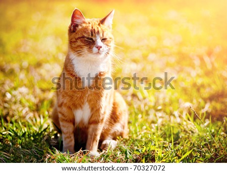 Red cat squinting in the bright sun