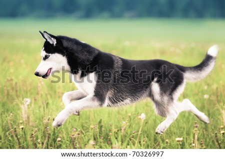 Husky Running