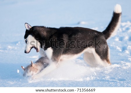 husky puppies playing in snow. husky playing on snow