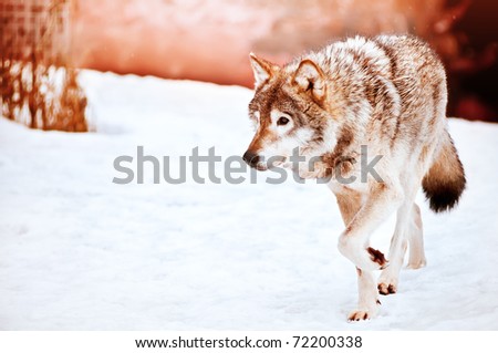 Wild wolf on the snow