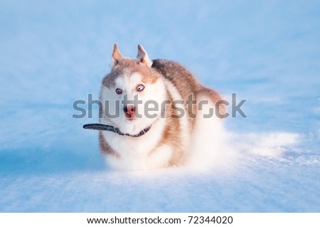 siberian husky puppies in snow. stock photo : Puppy of siberian husky run on snow