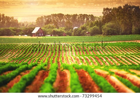 Agricultural field with a house in the background