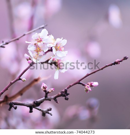 Flower of almond close-up