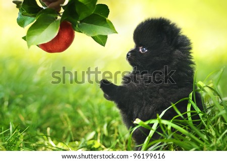 Black Fluffy