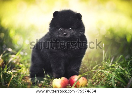 Fluffy Black Puppy