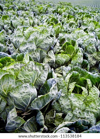 Field of dark green Brussel sprout leaves