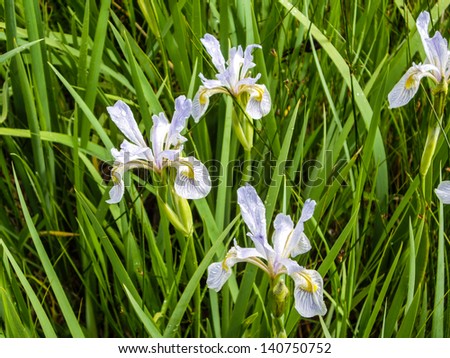 Wild Iris in wet meadow