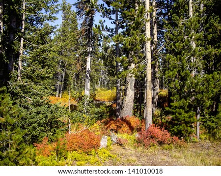 Forest clearing in Yellowstone Fall