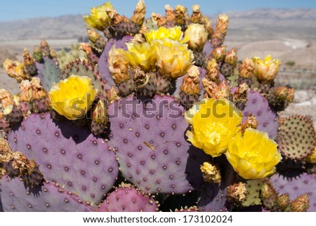 Yellow flowering cacti in Nevada desert