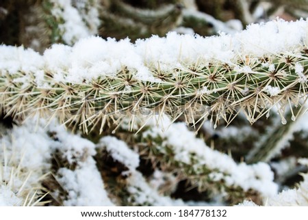 Snow on desert Cholla Cactus
