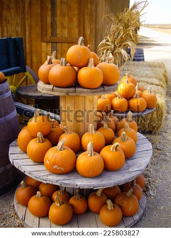 Bright orange pumpkins at harvest in California