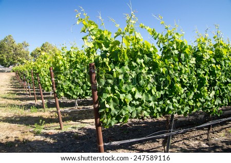 Young California grapes on vine