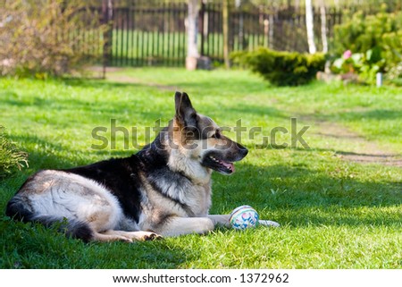 dog with toy ball on grass